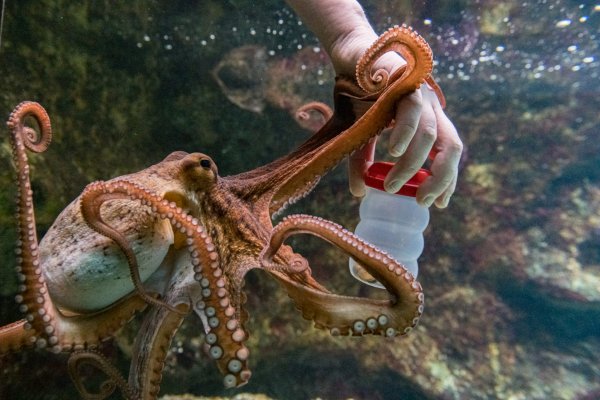 Кракен пользователь не найден что