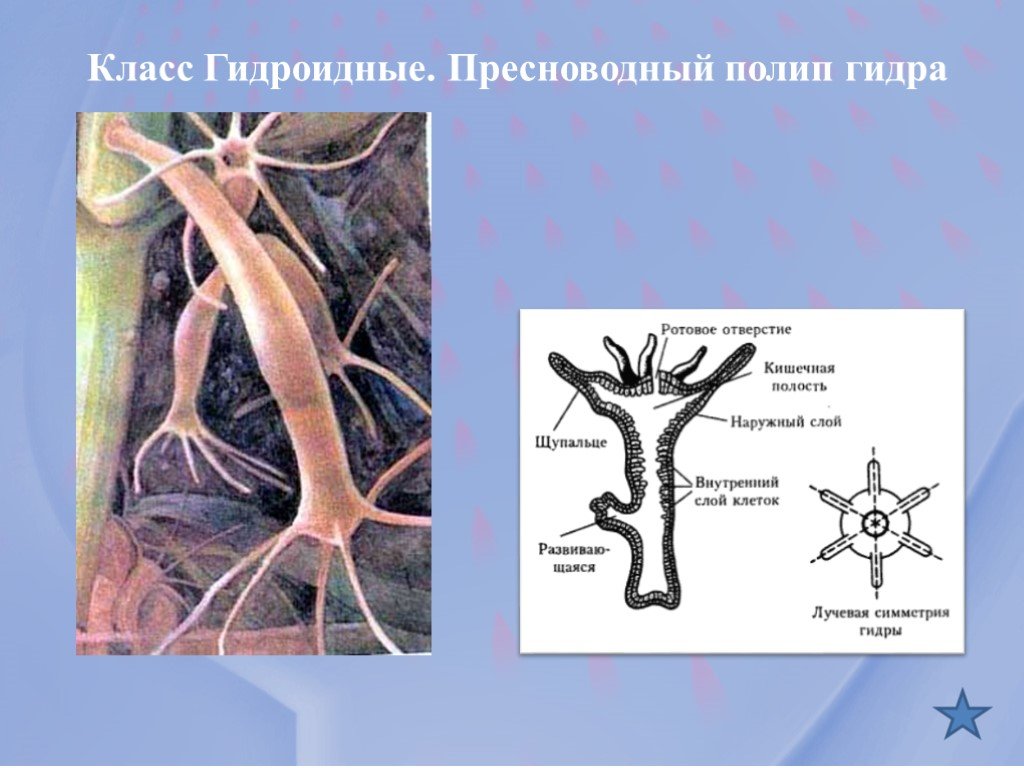 Кракен даркнет текст